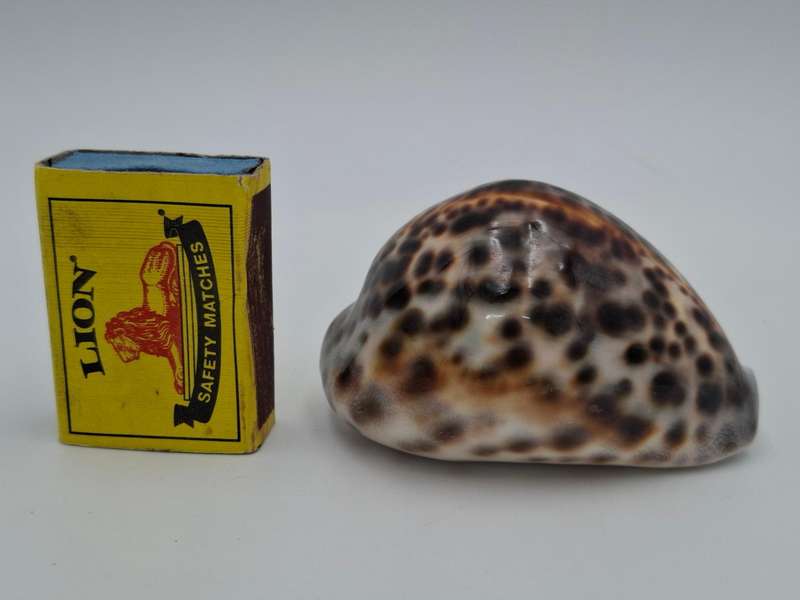 Collectible Sea Shell - Cypraea Tigris Cowrie - Vibrant Pattern