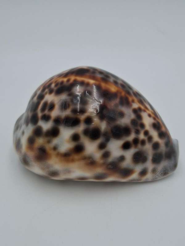 Collectible Sea Shell - Cypraea Tigris Cowrie - Vibrant Pattern
