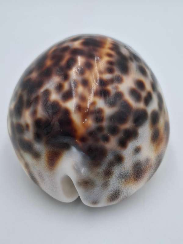 Collectible Sea Shell - Cypraea Tigris Cowrie - Vibrant Pattern