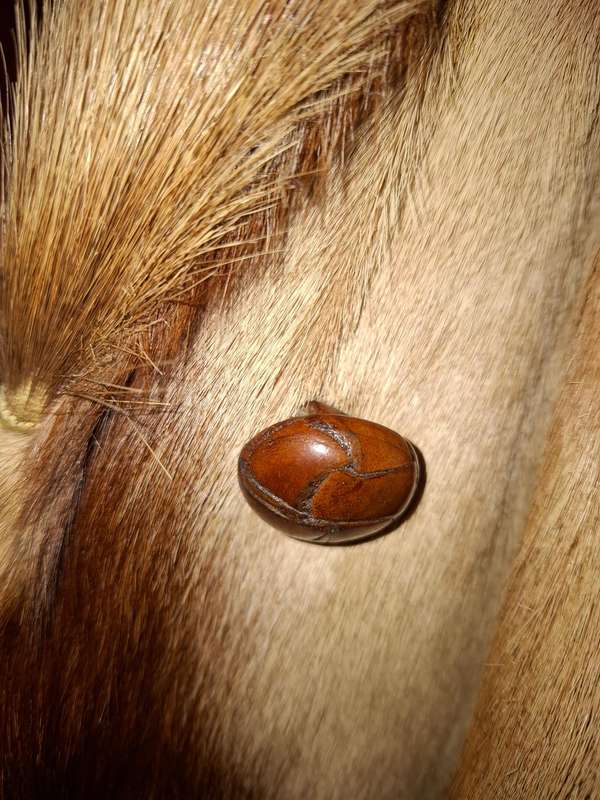 Vintage Springbok Hide Jacket with Leather Buttons - Versatile as Film Prop or Decor Item