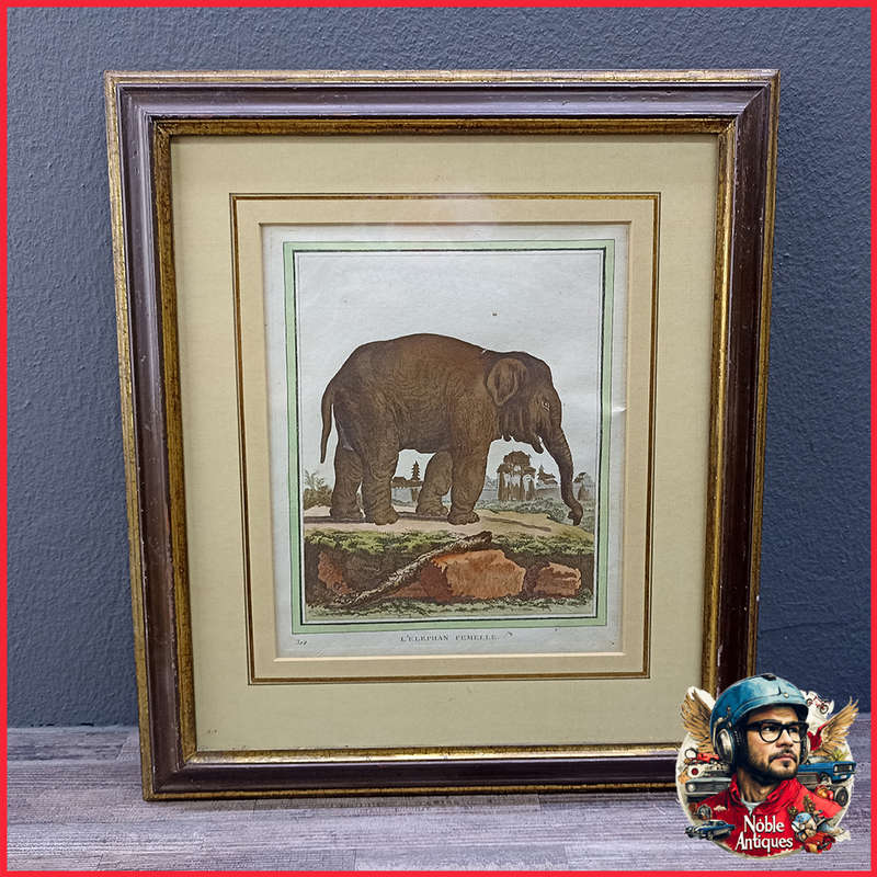 Framed Antique Colored Etch L'elephan Cemelle