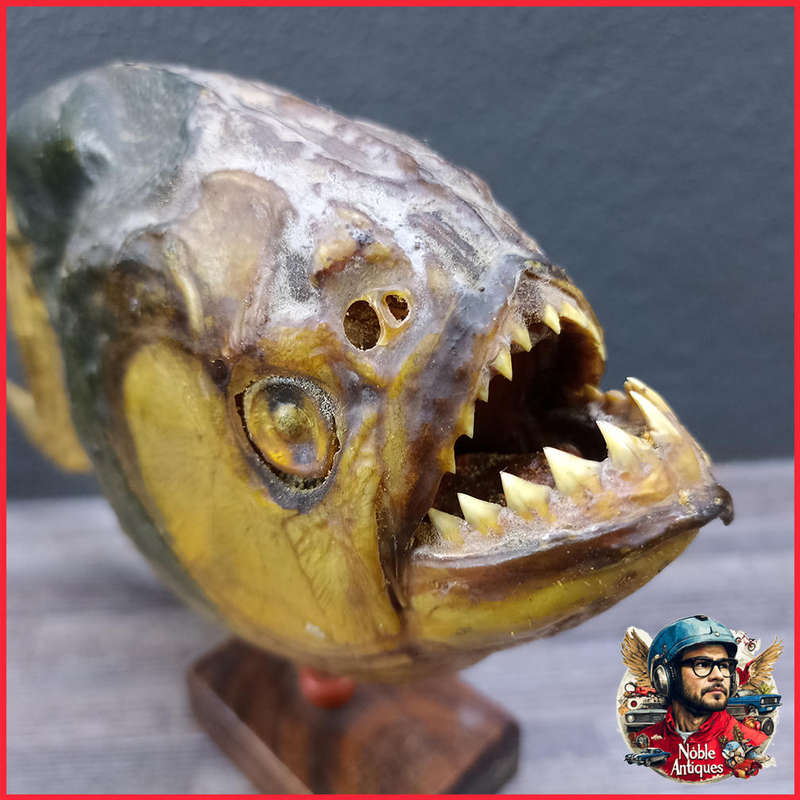 Large 1950s Vintage Real Taxidermy Piranha
