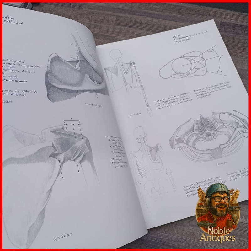Large Hardcover HUMAN ANATOMY FOR ARTISTS