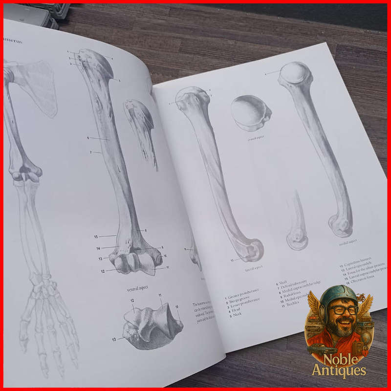 Large Hardcover HUMAN ANATOMY FOR ARTISTS