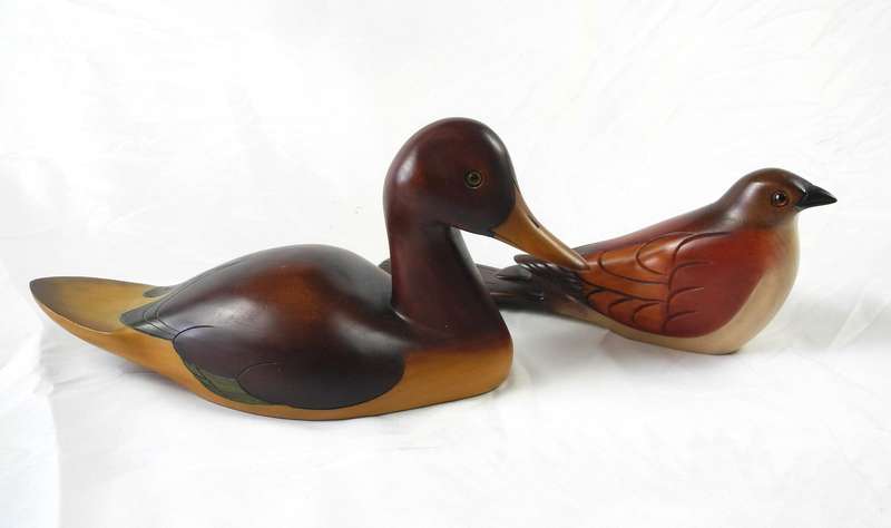 Feathers of Knysna Duck and a Burchell's Coucal