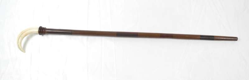 Handcrafted Walking Stick with Authentic Warthog Tusk Handle