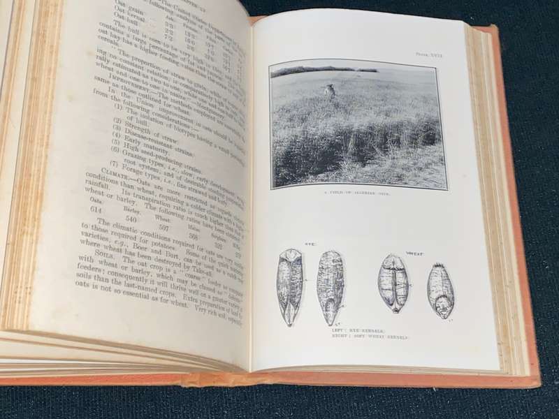 FIELD CROPS IN SOUTH AFRICA BY LEPPAN AND BOSMAN 1923