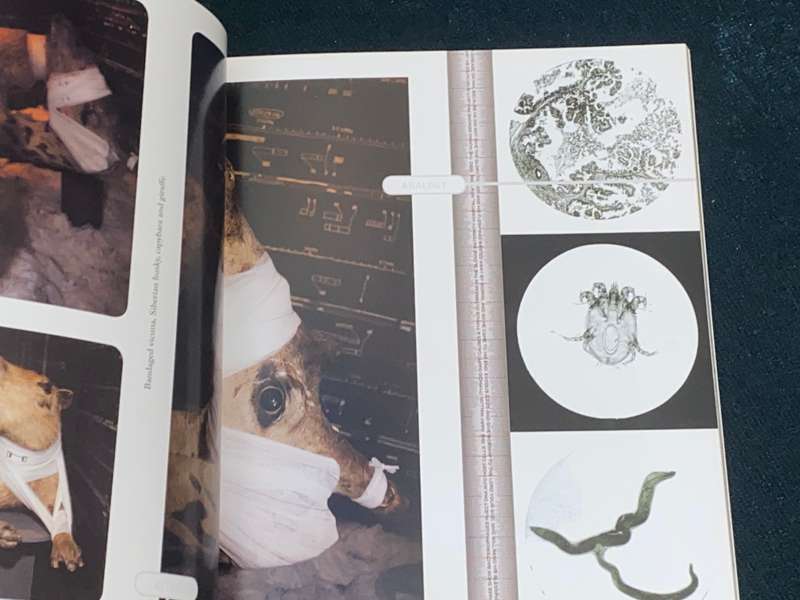 SUBTLE THRESHOLDS THE REPRESENTATIONAL TAXONOMIES OF DISEASE BY FRITHA LANGERMAN