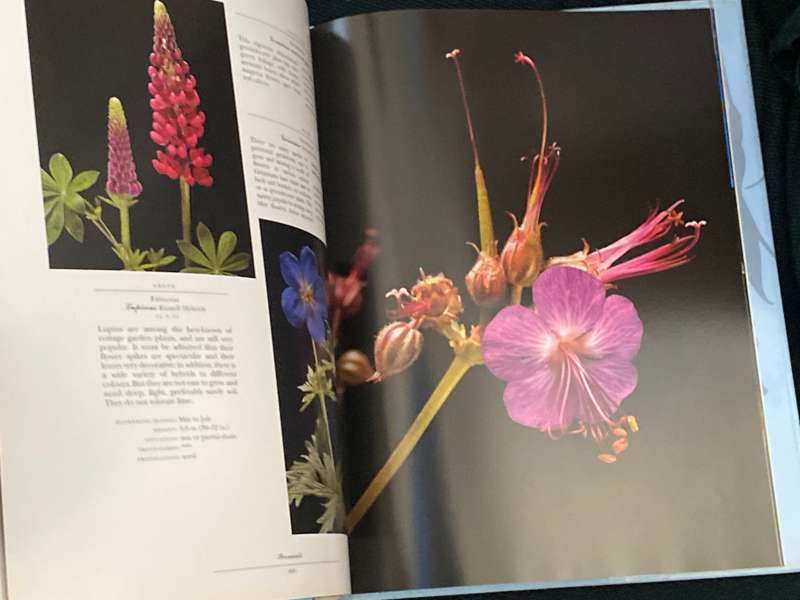 PERENNIALS PHOTOGRAPHS BY PAUL STAROSTA AND TEXT BY MARION FERRAUD