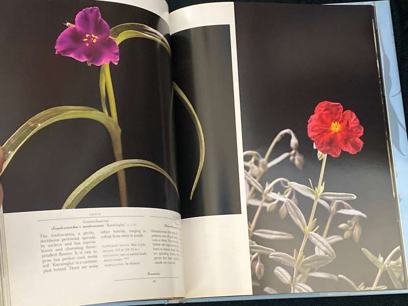 PERENNIALS PHOTOGRAPHS BY PAUL STAROSTA AND TEXT BY MARION FERRAUD