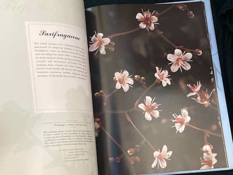 PERENNIALS PHOTOGRAPHS BY PAUL STAROSTA AND TEXT BY MARION FERRAUD