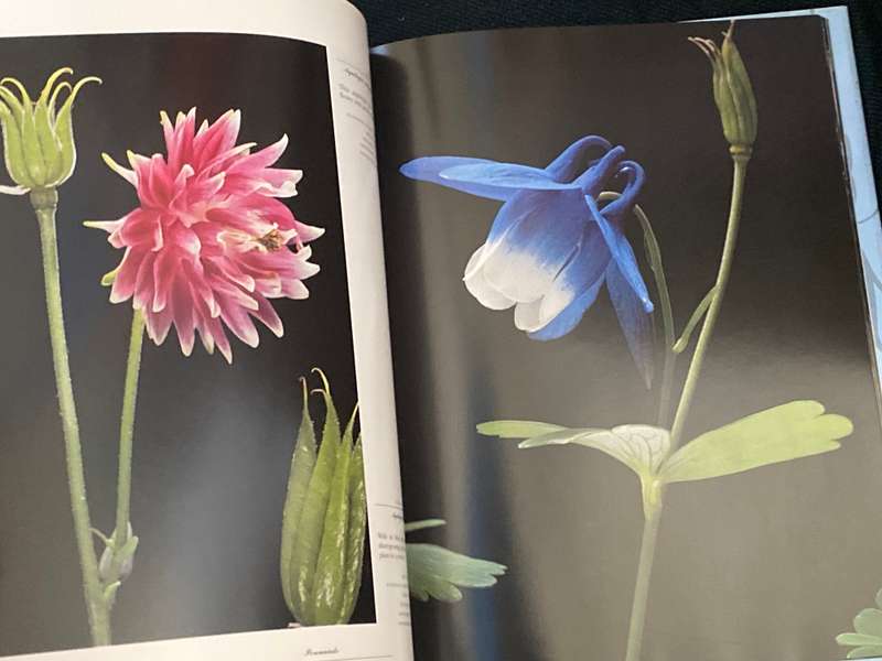 PERENNIALS PHOTOGRAPHS BY PAUL STAROSTA AND TEXT BY MARION FERRAUD
