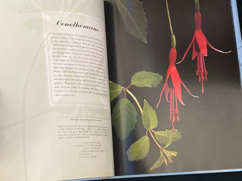 PERENNIALS PHOTOGRAPHS BY PAUL STAROSTA AND TEXT BY MARION FERRAUD