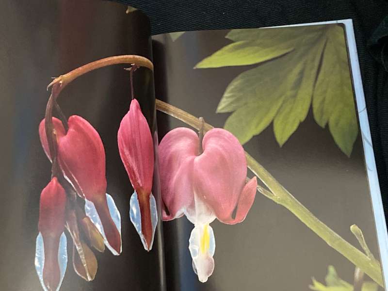 PERENNIALS PHOTOGRAPHS BY PAUL STAROSTA AND TEXT BY MARION FERRAUD