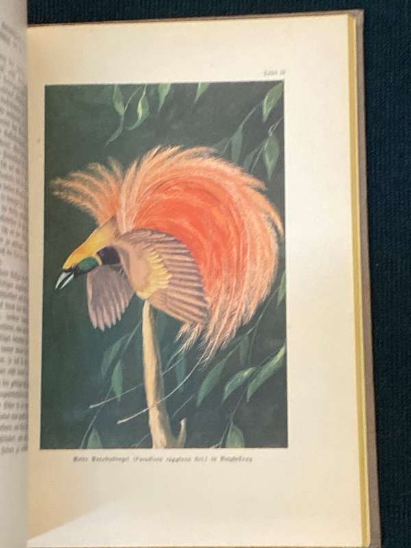 DAS LEBEN DER VOGEL - FRIEDRICH VON LUCANUS