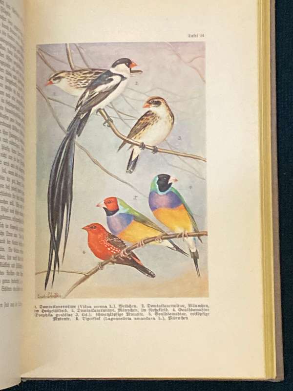 DAS LEBEN DER VOGEL - FRIEDRICH VON LUCANUS