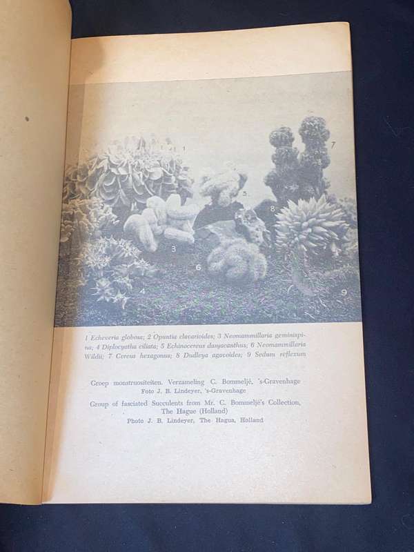 THE ENIGMA OF THE ORIGIN AND MONSTROSITY AND CRISTATION IN SUCCULENT PLANTS BY J.J. VERBEEK WOLTHUYS