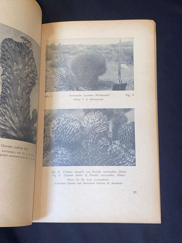 THE ENIGMA OF THE ORIGIN AND MONSTROSITY AND CRISTATION IN SUCCULENT PLANTS BY J.J. VERBEEK WOLTHUYS