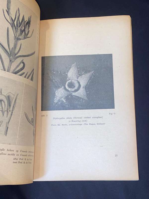 THE ENIGMA OF THE ORIGIN AND MONSTROSITY AND CRISTATION IN SUCCULENT PLANTS BY J.J. VERBEEK WOLTHUYS