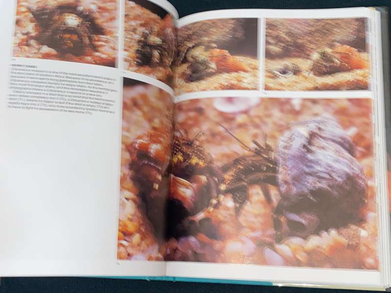 THE LIVING SHORES OF SOUTHERN AFRICA BY MARGO & GEORGE BRANCH