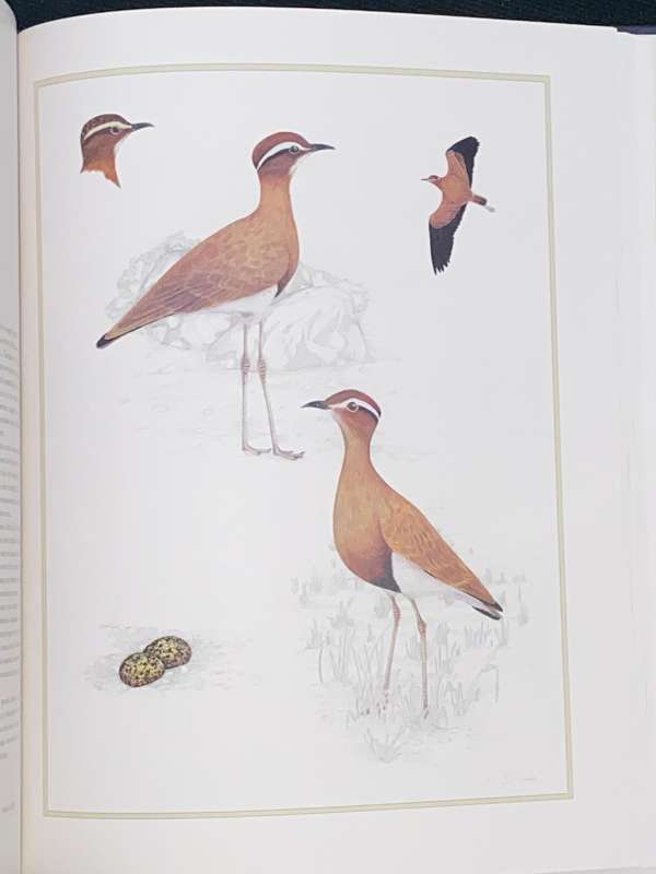 WADERS OF SOUTHERN AFRICA BY PHIL HOCKEY AND CLARE DOUIE