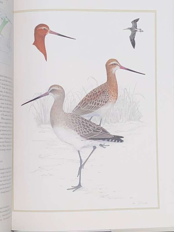 WADERS OF SOUTHERN AFRICA BY PHIL HOCKEY AND CLARE DOUIE