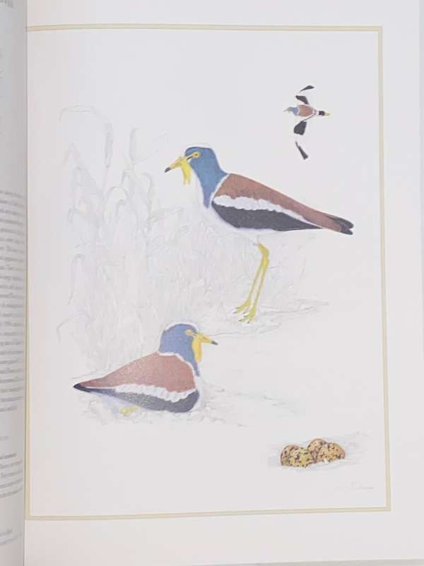 WADERS OF SOUTHERN AFRICA BY PHIL HOCKEY AND CLARE DOUIE
