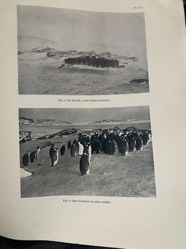FALKLAND ISLANDS DEPENDENCIES SURVEY SCIENTIFIC REPORTS NO.6 THE EMPEROR PENGUIN 1953