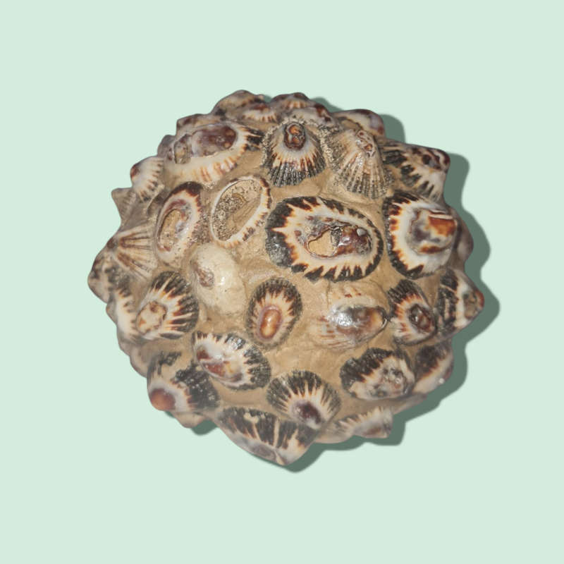Monkey Apple Ball