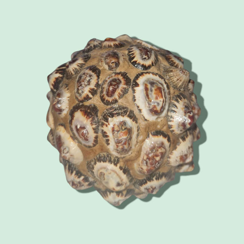 Monkey Apple Ball