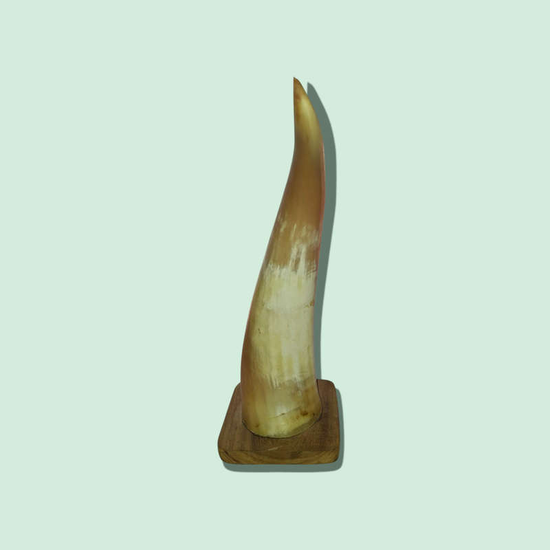 Crafted Horn With The Big 5 On Wood Stand