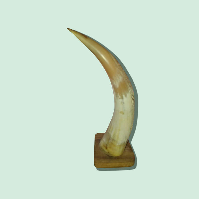 Crafted Horn With The Big 5 On Wood Stand