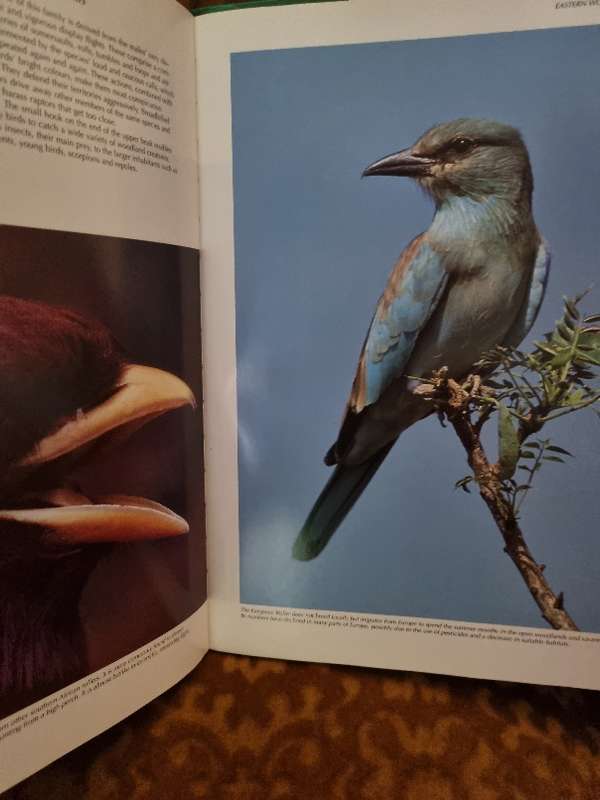 Spectacular World of Southern Africa Birds