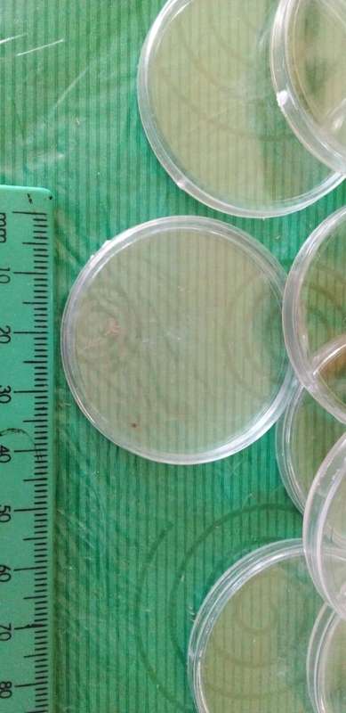 thirteen plastic coin capsules.42mm