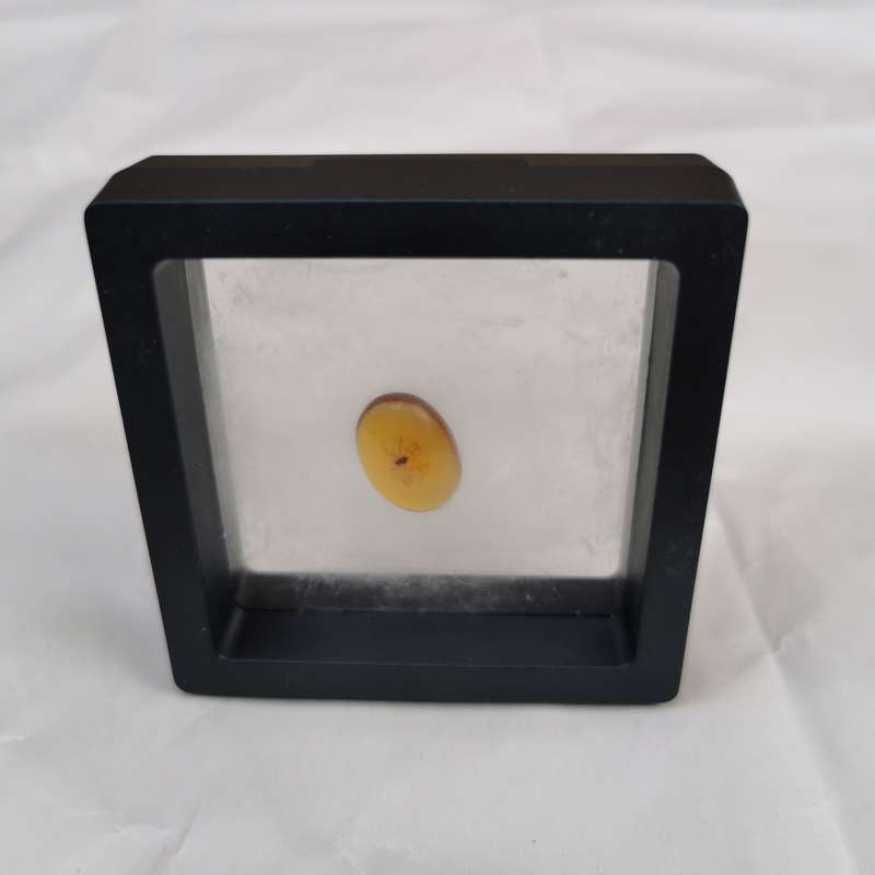 Well preserved insect in Burmese amber