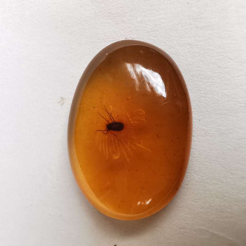 Well preserved insect in Burmese amber