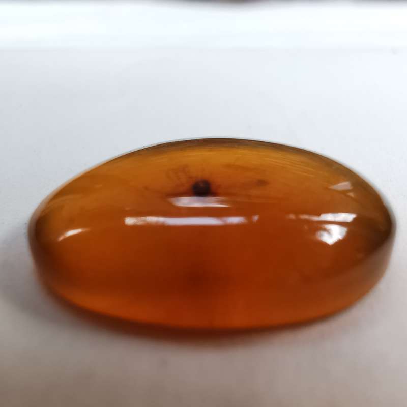 Well preserved insect in Burmese amber