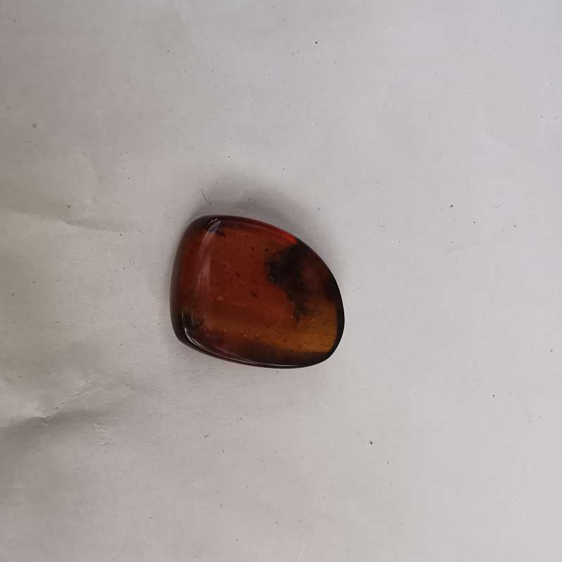 Well preserved insect in Burmese amber