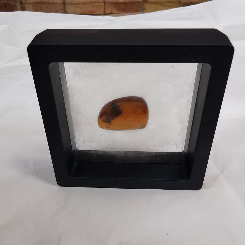 Well preserved insect in Burmese amber
