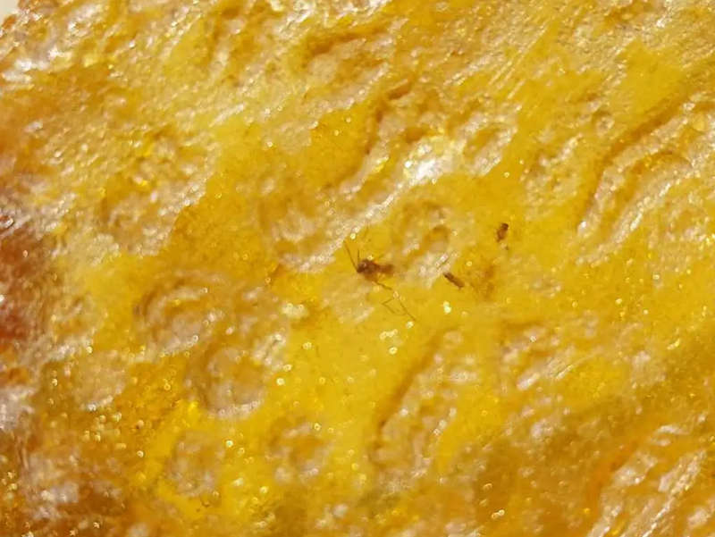 ASTONISHING THREE 25 MILLION YEAR OLD INSECTS (LOOK LIKE MOSQUITOES) IMBEDDED IN DOMINICAN AMBER