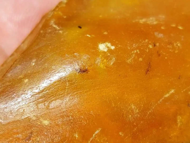 ASTONISHING THREE 25 MILLION YEAR OLD INSECTS (LOOK LIKE MOSQUITOES) IMBEDDED IN DOMINICAN AMBER