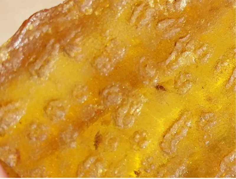 ASTONISHING THREE 25 MILLION YEAR OLD INSECTS (LOOK LIKE MOSQUITOES) IMBEDDED IN DOMINICAN AMBER