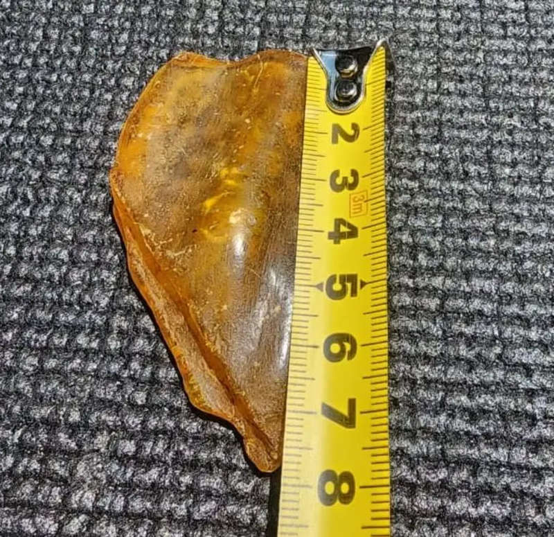 ASTONISHING THREE 25 MILLION YEAR OLD INSECTS (LOOK LIKE MOSQUITOES) IMBEDDED IN DOMINICAN AMBER