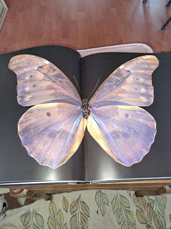 Butterflies and Moths of the World by Eid and Viard, 192 pages hardcover