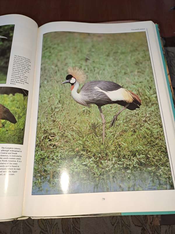 Birds of the World, Richard Coomber, 240 pages