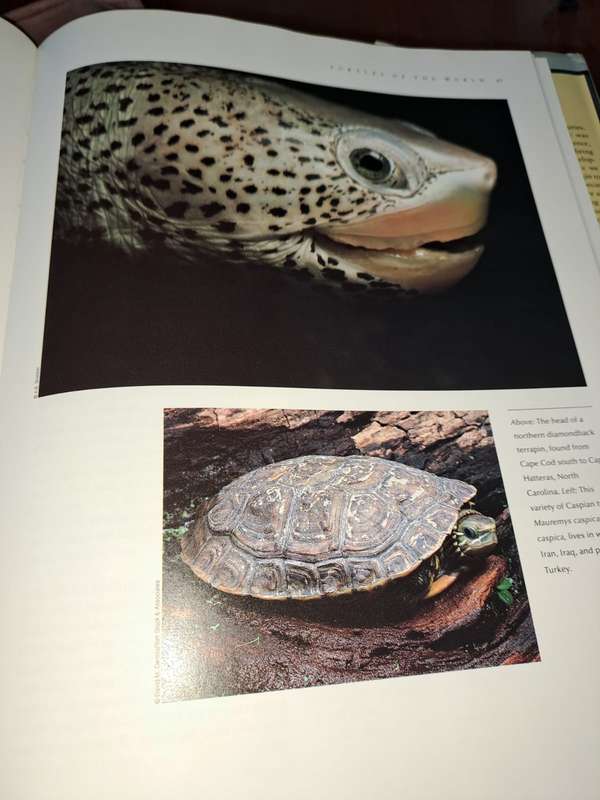 Turtles and Tortoises, photographic survey, John Lehrer, 127 pages