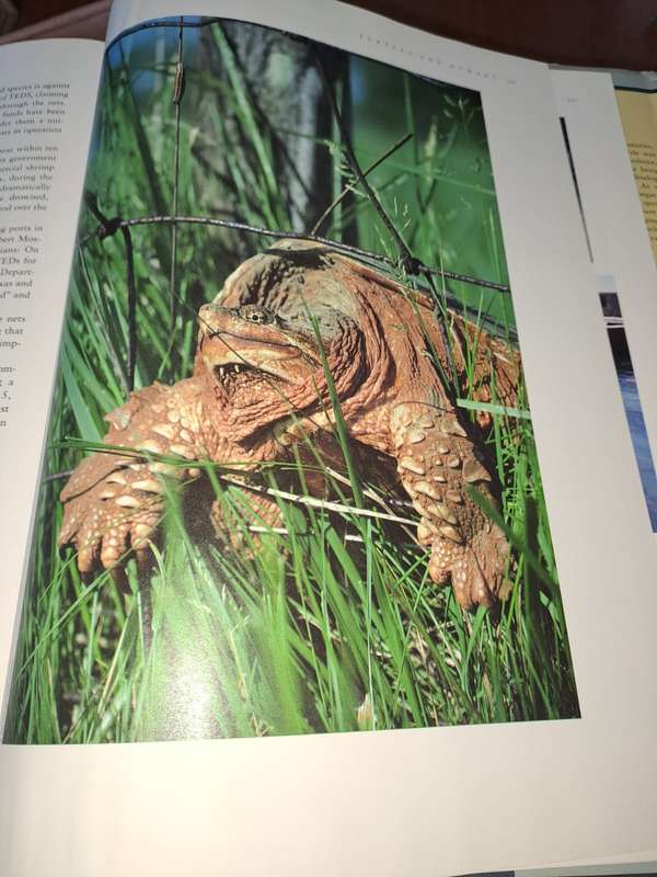 Turtles and Tortoises, photographic survey, John Lehrer, 127 pages
