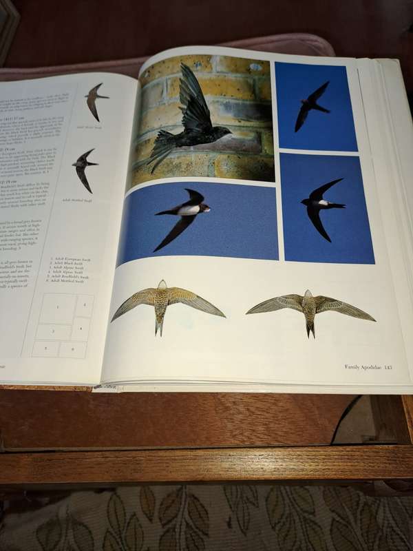 Birds of Southern Africa, photographic guide, 302 pages
