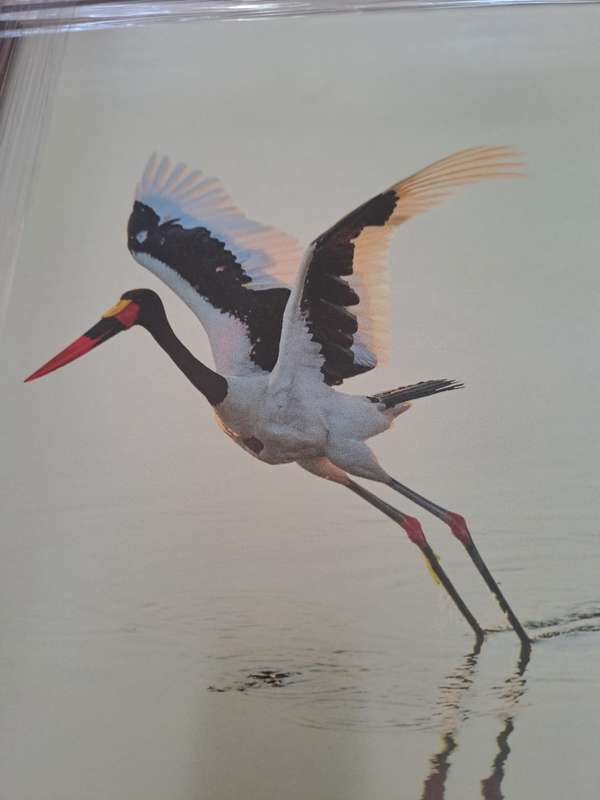 Richard du Toit print/photo Stork on Water