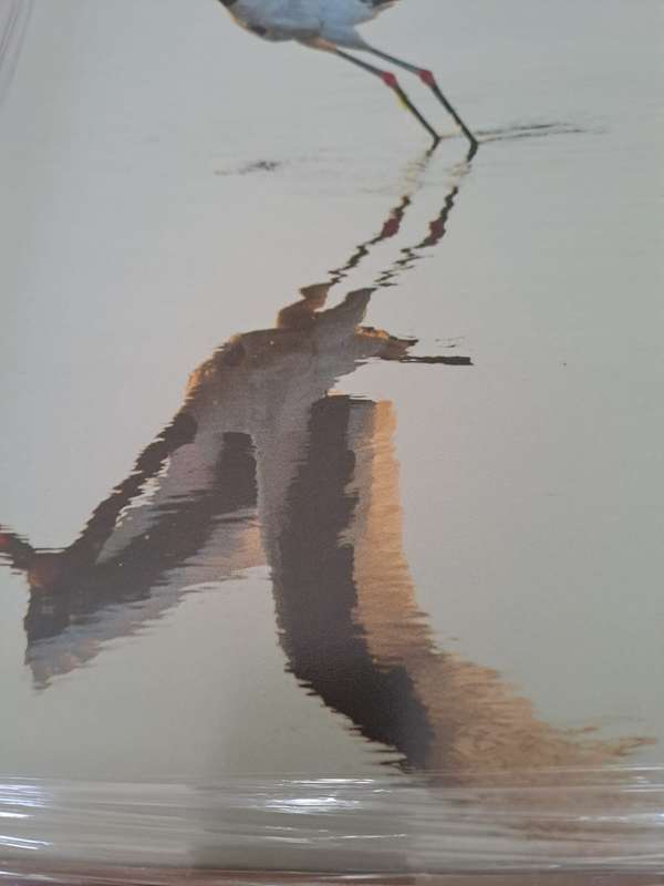 Richard du Toit print/photo Stork on Water